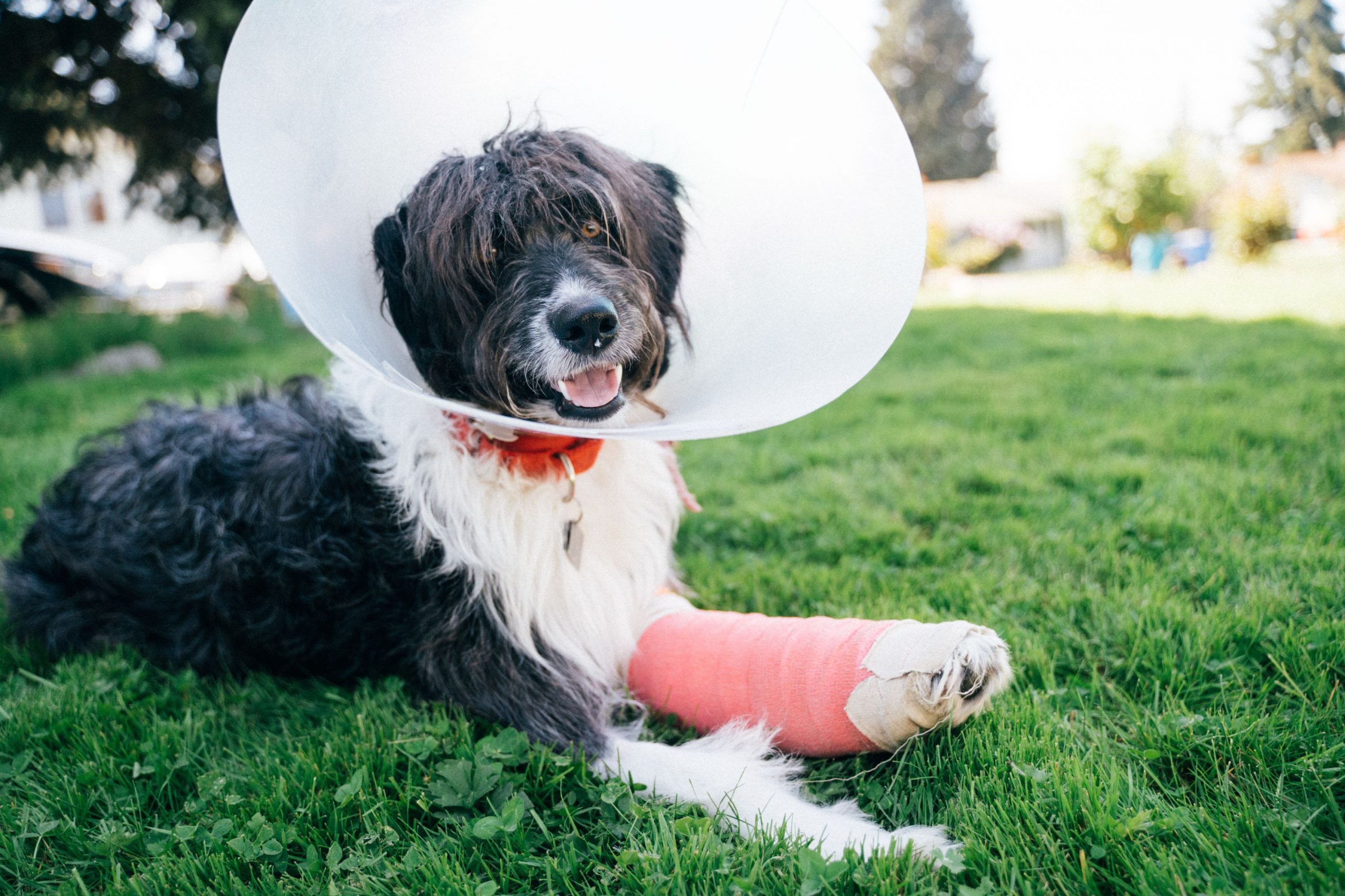 The Most Common Orthopedic Injuries In Dogs