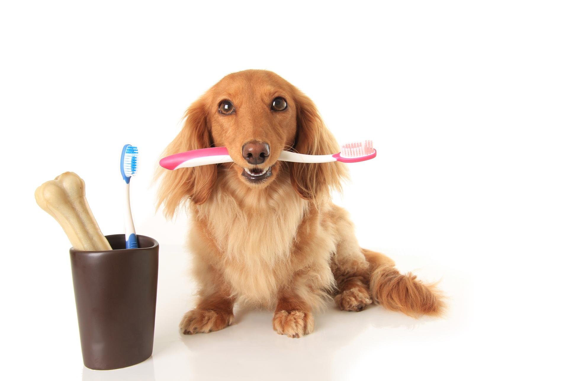 Recognizing and Managing Tooth Decay Signs in Dogs and Cats