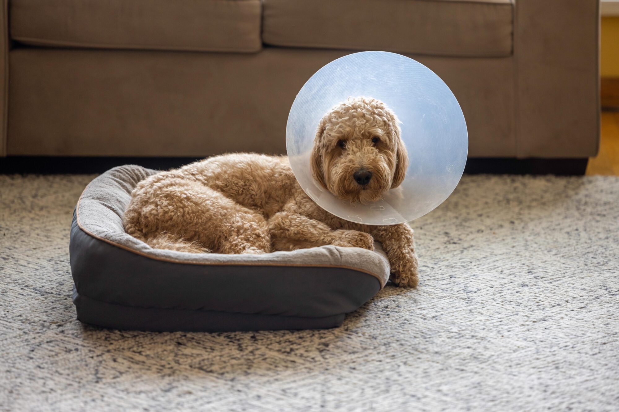 Health Benefits of Spaying and Neutering Your Dog or Cat