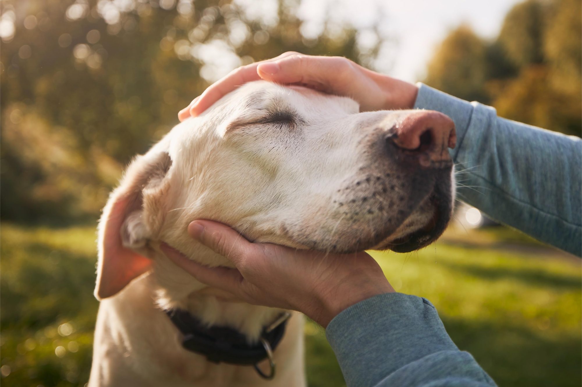 Elderly Pets and Mobile Veterinary Care: Tailoring Services for Senior Fur-babies