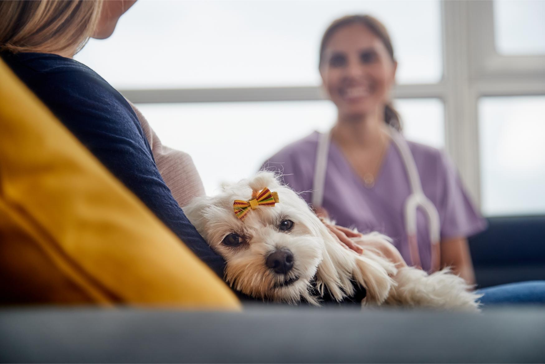 Preparing Your Home for a Mobile Veterinary Visit