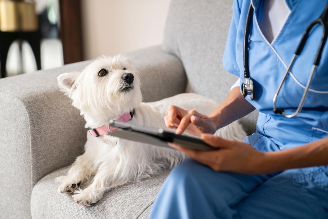 Year-End Pet Health: Why a Mobile Vet Checkup Is the Best Gift for Your Pet