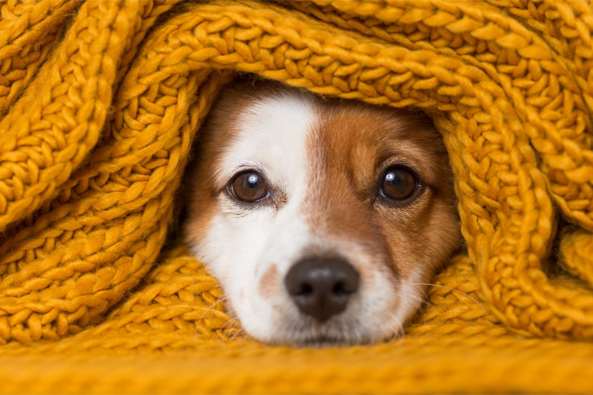 Common Winter Health Issues in Pets