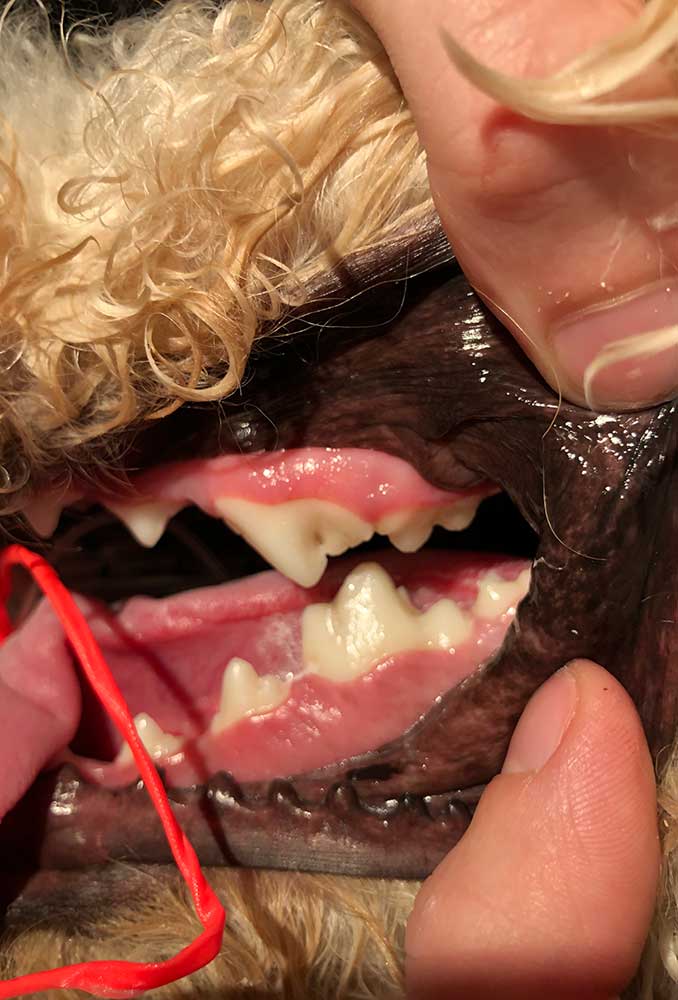 A dog undergoing a dental procedure